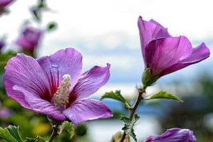 《探秘QQ仙灵童子攻略》（助你成为顶尖仙灵玩家，让童子成为你最强力助手）