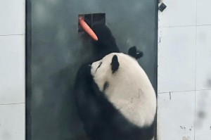 以阿宝技能搭配攻略（探索阿宝技能的奥秘，解锁全新玩法）