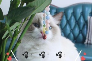 玩转Tap布偶村（掌握攻略乐享布偶村生活）