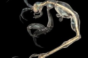 探索新发现物种游戏攻略全解析（成为探险家，解锁神秘的生物奥秘）
